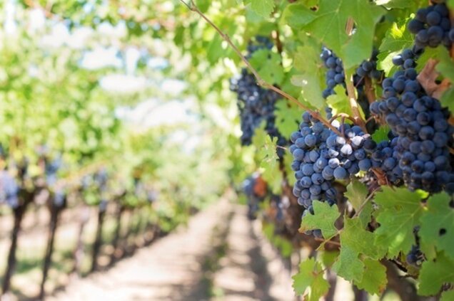 Weinwirtschaft - 1